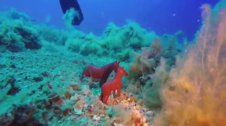 Immersione con cavallucci marini alle secche di Torpaterno - GoPro Hero 3+ Dive with SeaHorse