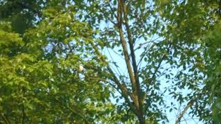 MOV00115小灰山椒20150503 0630拍攝於江西樟樹市昌傅鎮雙金園藝場--京家山非觀光生態園區