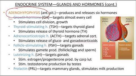 2402 Lecture Ch 16 Endocrine System PowerPoint Screencast 2
