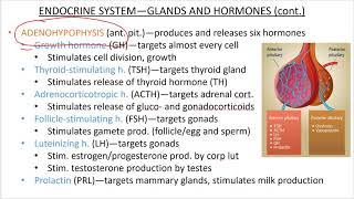 2402 Lecture Ch 16 Endocrine System PowerPoint Screencast 2