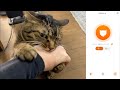 凶暴猫が俺に噛み付く理由が猫語翻訳機で遂にわかりました...