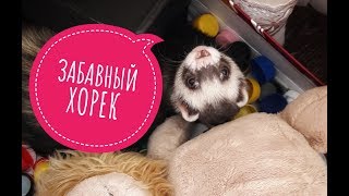 Funny Ferret | Клубок счастья ♥ Хорек Гоша | Нарезка забавных моментов #2