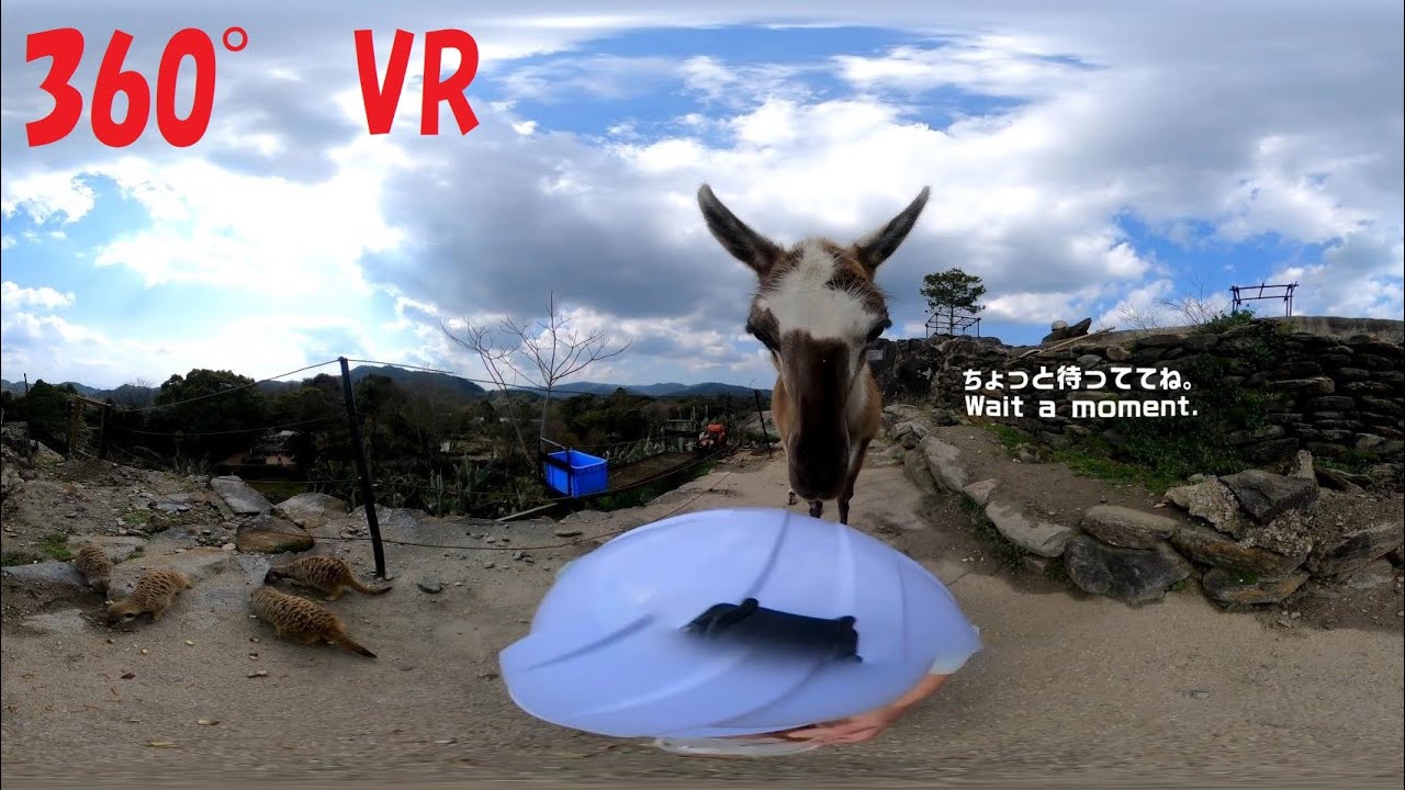 ラマのテレワーク的飼育体験VR Llama zookeeper 360