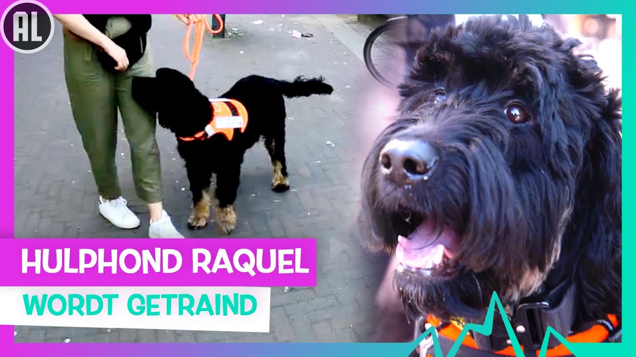 HULPHOND TOKYO EN RAQUEL | TOPDOKS HULPDIENSTEN