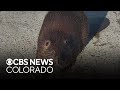 Colorado police help beaver who wouldn't leave the middle of the road