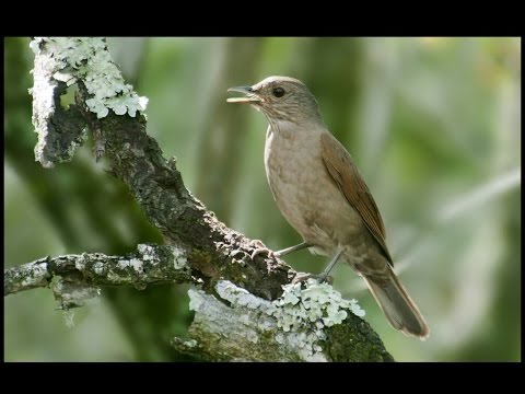 Pope grass singing (Sporophila nigricollis) 