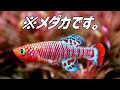 熱帯魚より鮮やかなメダカを導入。#235【アクアリウム】