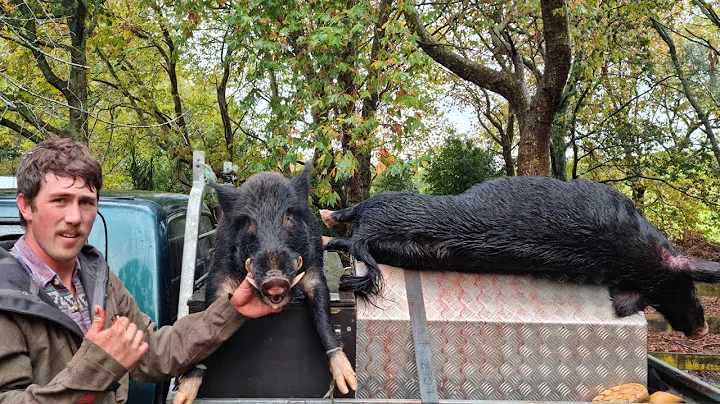 Nice fat boar | Pig Hunting NZ 2022