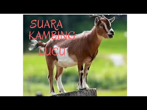  SUARA  KAMBING  SUARA  BINATANG  YouTube