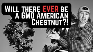 Will there EVER be a GMO American Chestnut!!  HUGE SETBACK!