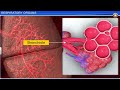 Breathing and Exchange of Gases Animation | CBSE Class 11 Biology Animated 3D Video | Neetbharath.in