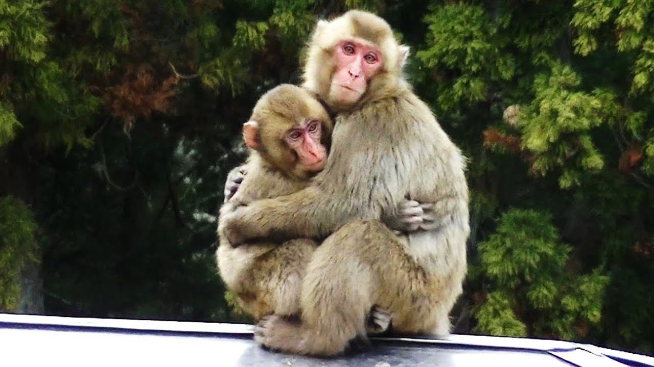 猿 と 触れ合える 動物園