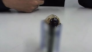 消しゴムのケースにカブトムシの幼虫【今日のいたずら#26】