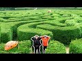 GIRLS VS BOYS LARGEST MAZE CHALLENGE