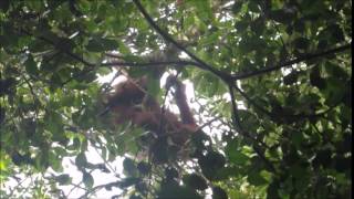 Mother and infant orangutan feeding