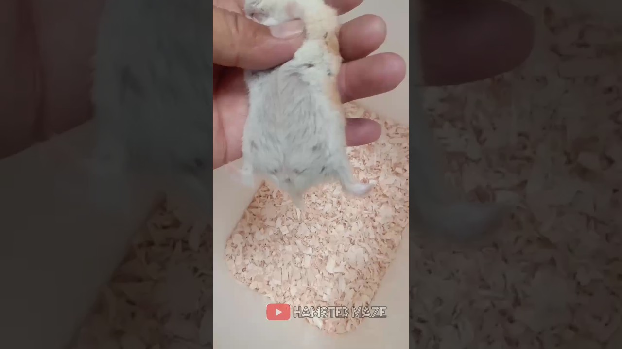 characteristic of a pregnant hamster