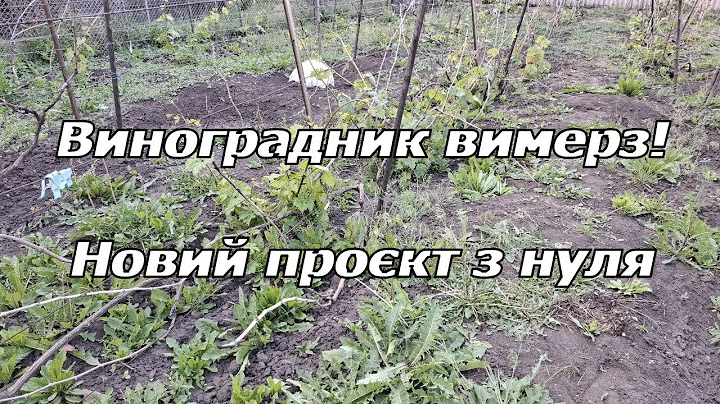 Виноградник вимерз! Новий проєкт з нуля 2025
