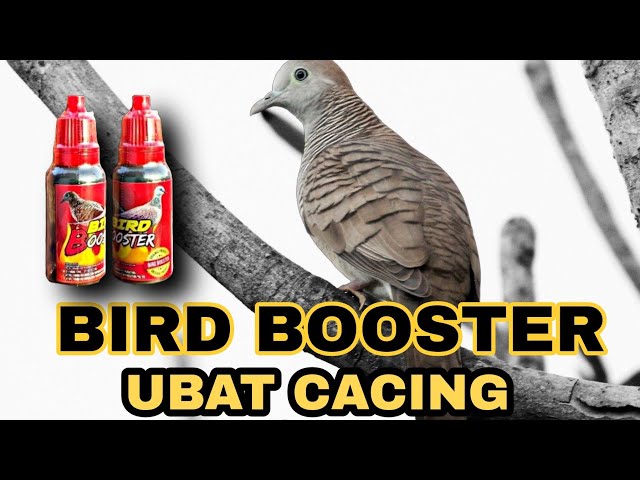 BIRD BOOSTER UBAT CACING BURUNG TERBAIK !!! ( Sangat Berkesan ) class=