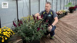 Buddleja Buzz Wine - Perfect Perennials - 2022 Introductions