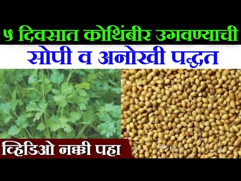 पाच दिवसात धने उगवायची अनोखी पध्दत | कोथिंबीर खायला येणार. grow coriander at home in 5 days.