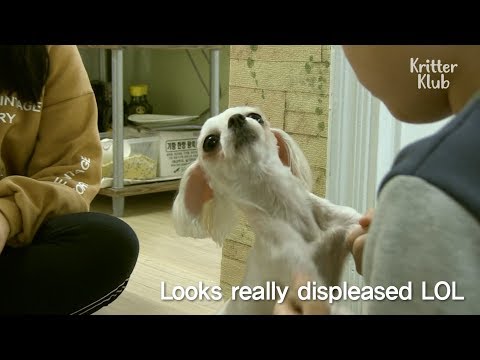 فيديو: كيفية مساعدة الكلب مع قلق الانفصال