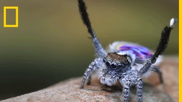 La chorégraphie rythmée de l