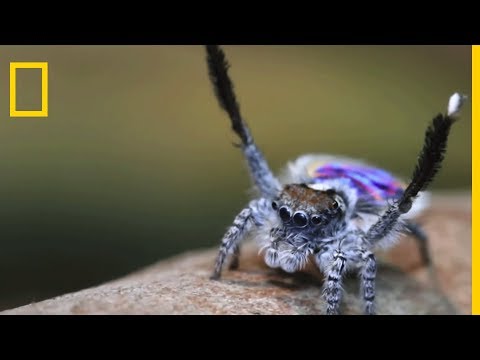 Vidéo: Peacock spider - l'un des représentants les plus insolites des arachnides