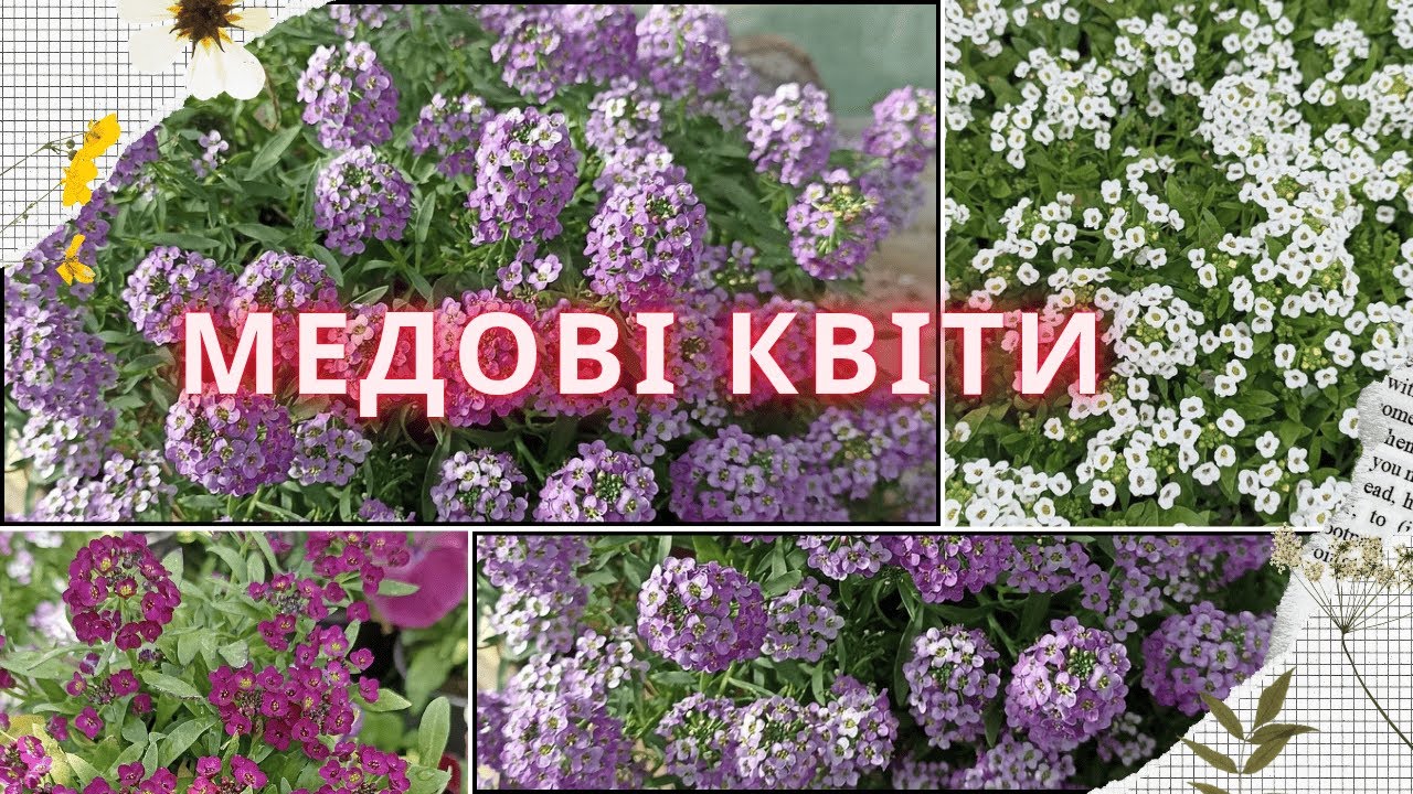 АЛІСУМ з насіння та живців, чи є різниця між ними? Сіємо алісум разом!