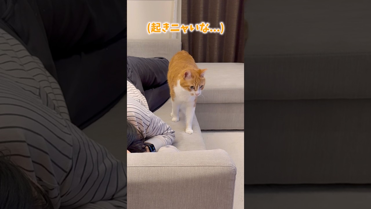 ママの隣で寝たくて彷徨う猫。 - YouTube