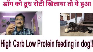 High carbohydrate food to Dogs ! डॉग को दूध रोटी खिलाने से क्या होता है ?