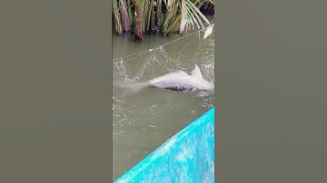 giăng lưới bắt cá sạc và cái kết