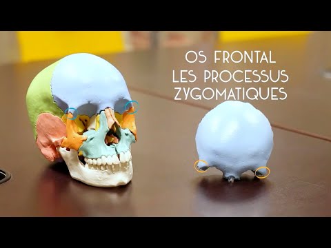 Vidéo: Crâne Photos, Anatomie Et Diagramme - Cartes Corporelles