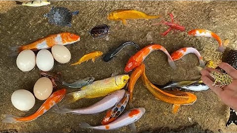 Vui học cùng bé-Giải cứu:Trứng khủng Long,cá coi màu cam,đỏ,trắng,cá mập,rùa,cua,ếch cùng mẹ chip pi