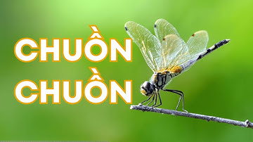 BÉ TÌM HIỂU VỀ LOÀI CHUỒN CHUỒN - NHỮNG PHI CÔNG TÀI BA CỦA THIÊN NHIÊN #TGB #Thegioibe