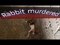 Rabbit marder