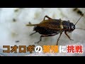コオロギの繁殖に挑戦してみた