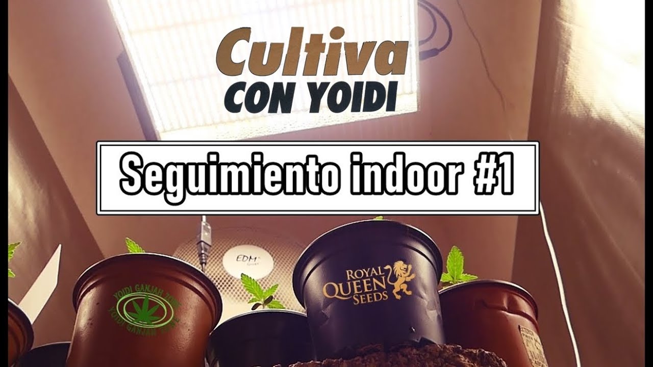 PRIMEROS CUIDADOS | SEGUIMIENTO INDOOR #1 | MARS HYDRO | CULTIVA CON YOIDI