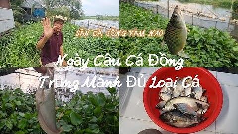NGÀY ĐI CÂU CÁ ĐỒNG TRÚNG MÁNH LỚN ĐỦ CÁC LOẠI CÁ | SĂN CÁ SÔNG VÀM NAO | TẬP 10