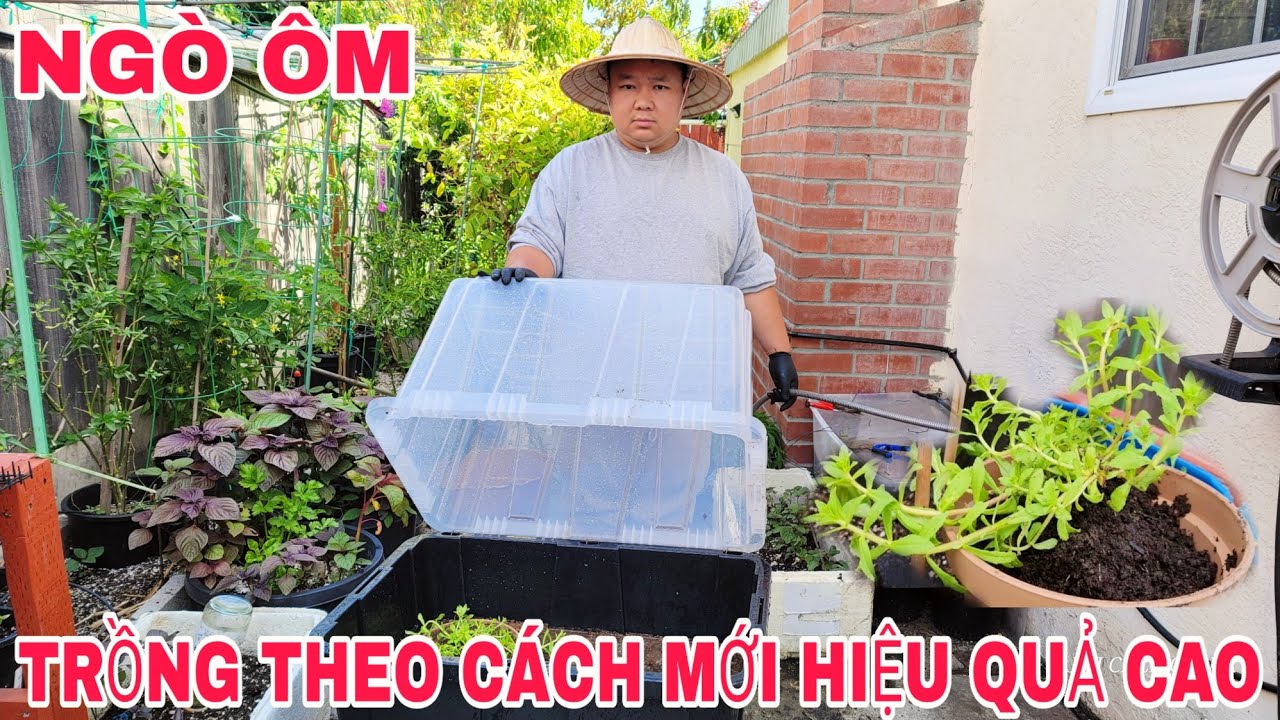 Trồng Ngò Ôm Theo Cách Mới Đạt Hiệu Quả Cao Cây Lên Dùng Dục Vườn Nhà An Tánh Cali 2024