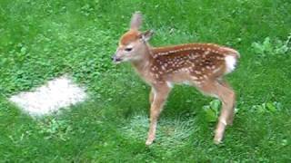 baby deer walking for the first time