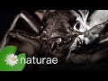Scorpion Vs Millipede - Explore the Wildlife Kingdom