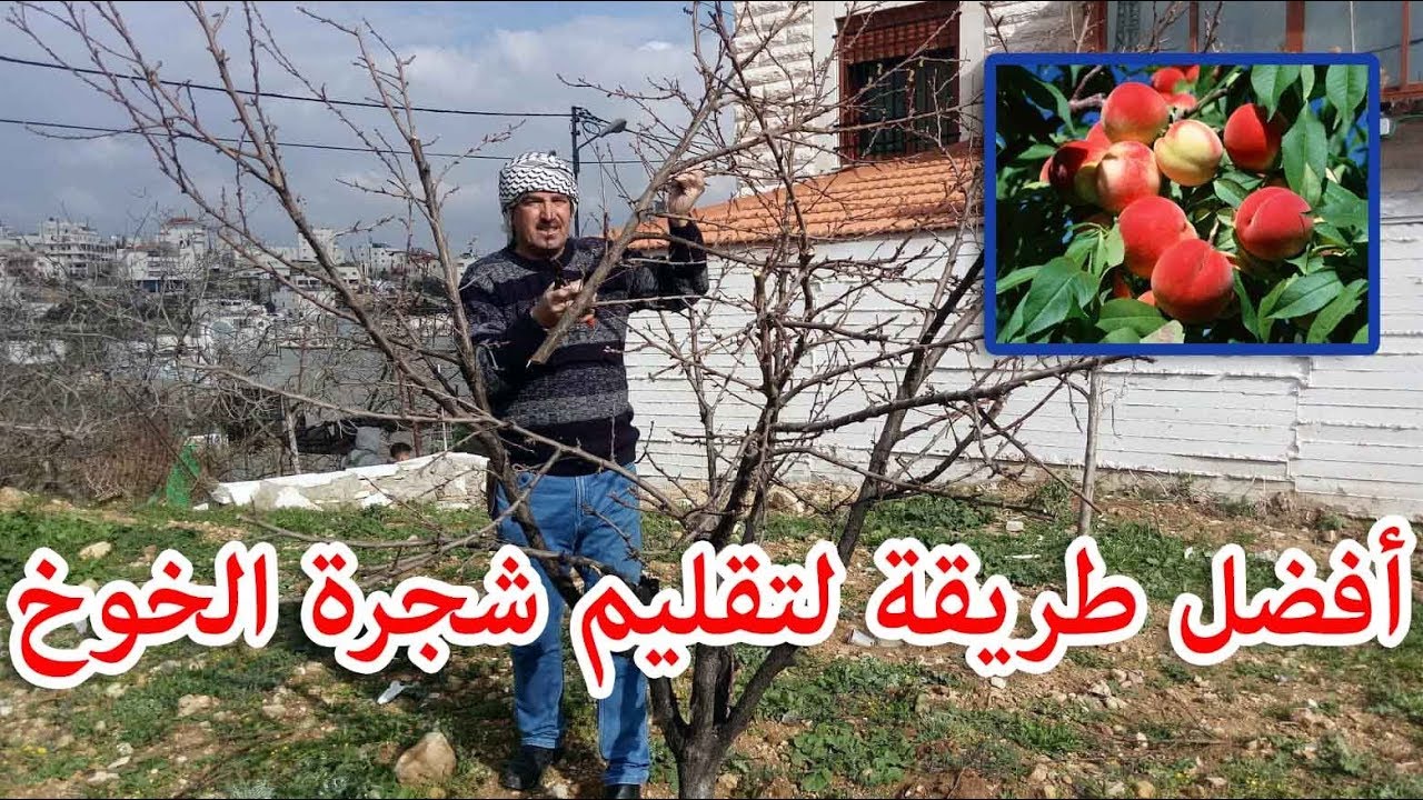 تقليم شجرة الخوخ | Peach tree pruning