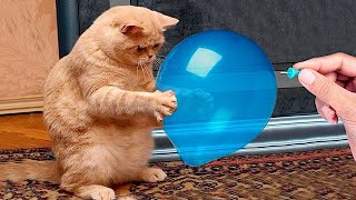 New Funniest Cats And Dogs Videos 😁 Best Of The 2024 Funny Animal Videos 😁 - Cutest Animals Ever by Ninja Cats 104,335 views 2 months ago 31 minutes