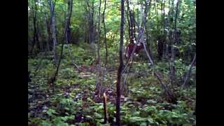 PICT0006.AVI
