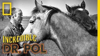 The Pol's Go 80's! | The Incredible Dr. Pol