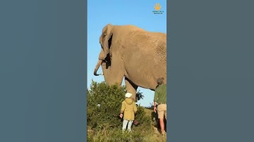 This enormous bull elephant towers over me - yet he is so careful and gently moves away! 🐘🙌🏻 #reels