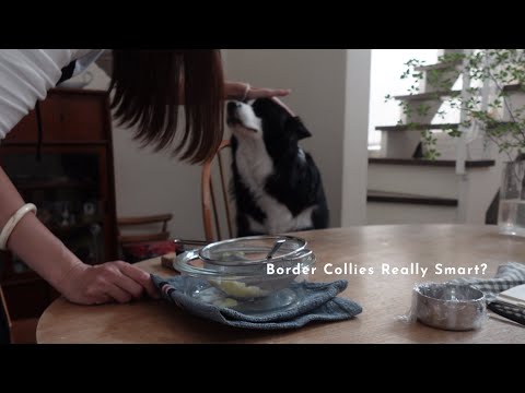 ボーダーコリーって、本当に賢いのかな🐕 Are Border Collies Really Smart?