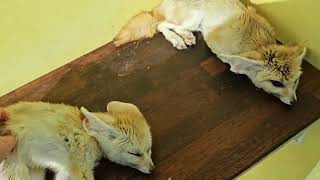 사람좋아하는 사막여우 루피와 에디#fennec fox