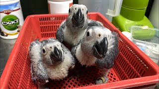 Breeding Birds, Penangkaran Burung Paruh Bengkok