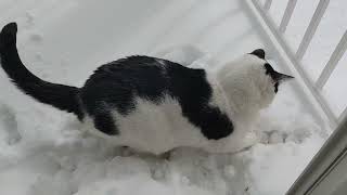 Benaldo Enjoys The Snow